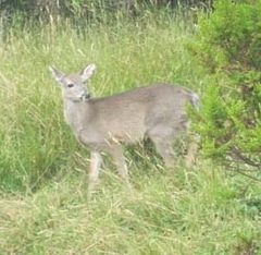 Odocoileus virginianus goudotii
