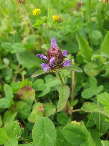 common selfheal