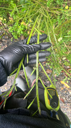 Carmichaelia australis observed 2026-05-27