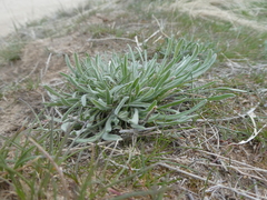 Erigeron pumilus