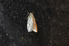 Semioscopis aurorella
