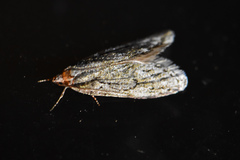Semioscopis aurorella