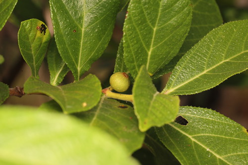 Ficus aculeata (Ficus aculeata)