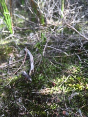 Pterostylis parviflora