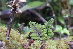 Hymenophyllum dentatum