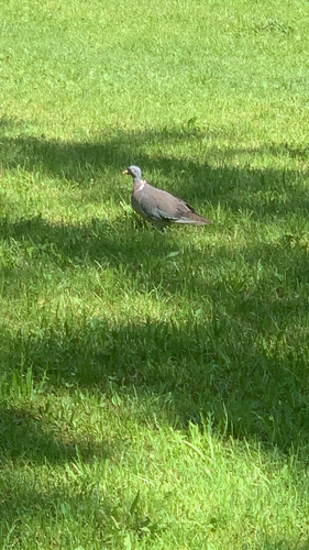 Common Wood-Pigeon