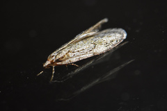 Semioscopis aurorella
