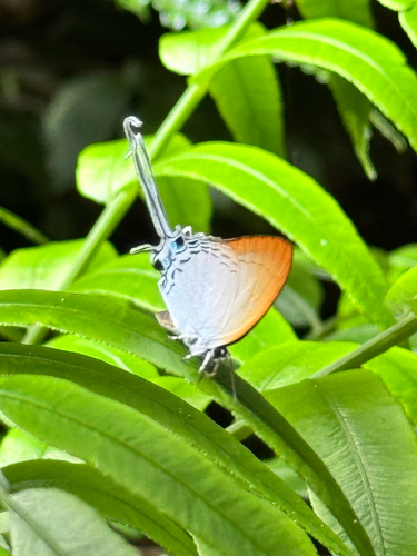 Common Imperial