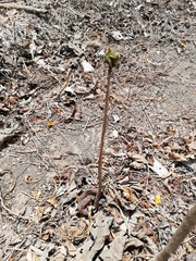 Roseodendron donnell-smithii