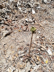 Roseodendron donnell-smithii