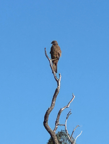 Black Kite