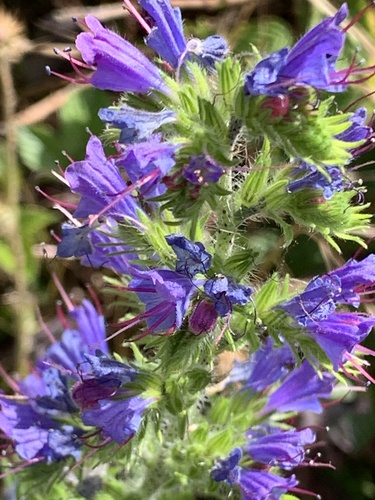 viper's-bugloss