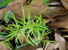 Angiospermae