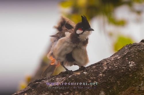 Red-whiskered Bulbul