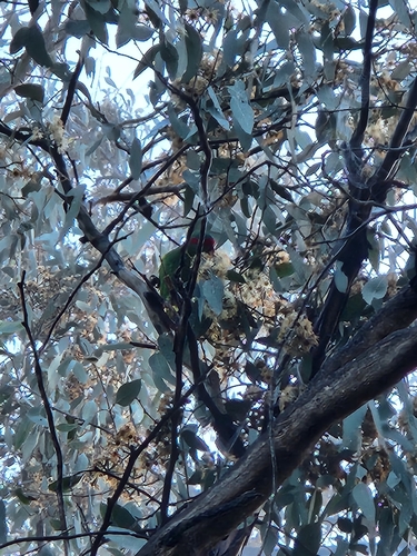 Musk Lorikeet