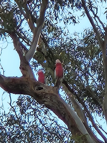 Galah