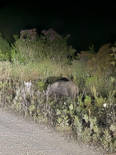 North African Boar
