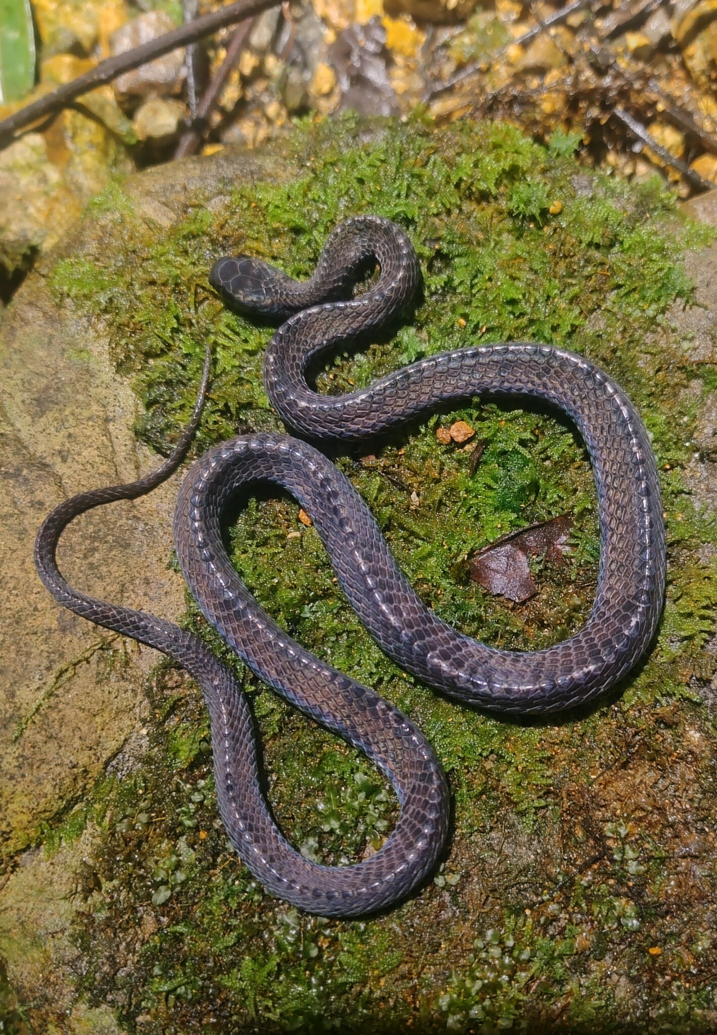 Jamil Slug Snake