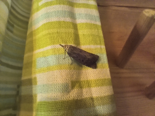 Bee Moth