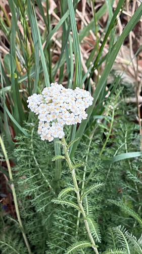 common yarrow