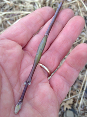 Proteoteras willingana