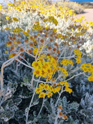 Dusty miller