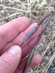 Proteoteras willingana