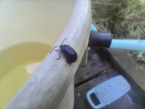 Alder Leaf Beetle