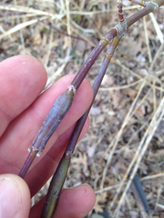 Proteoteras willingana