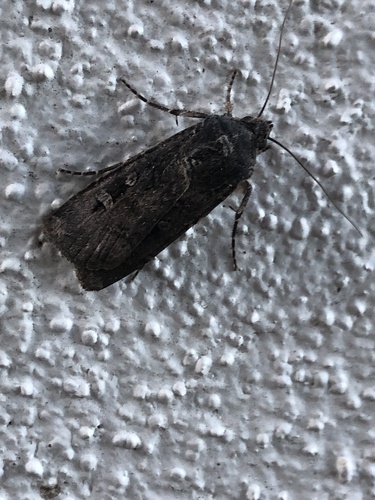 Bogong Moth