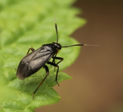 Capsus