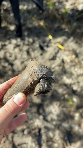 Mud Creeper
