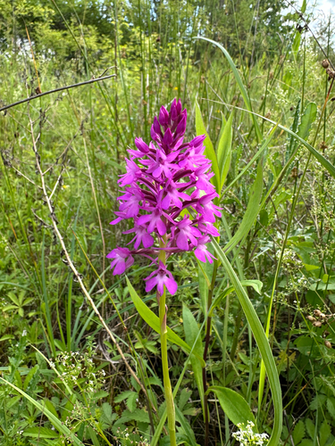 pyramidal orchid