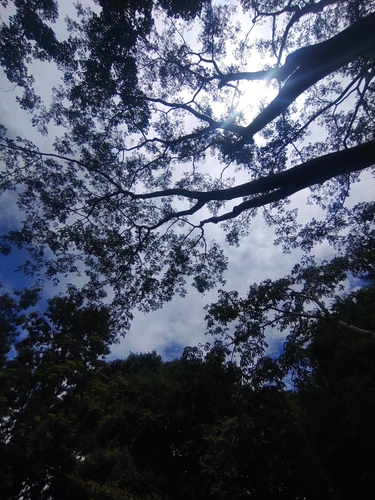 Afzelia xylocarpa, photograph 5