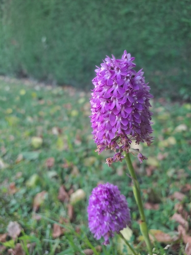 pyramidal orchid