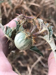 Solanum cinereum