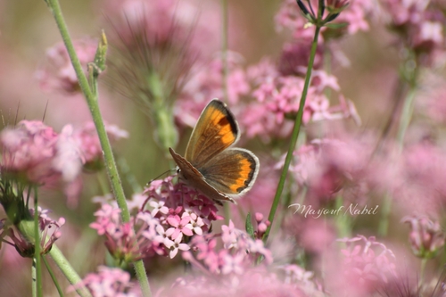 Polyommatus atlantica