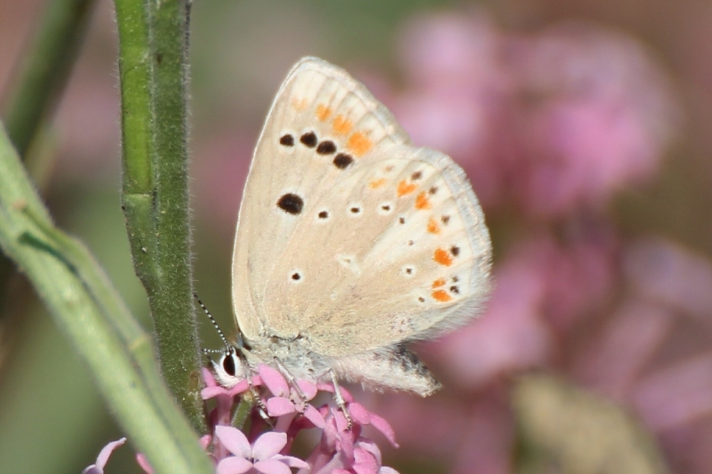 Polyommatus atlantica