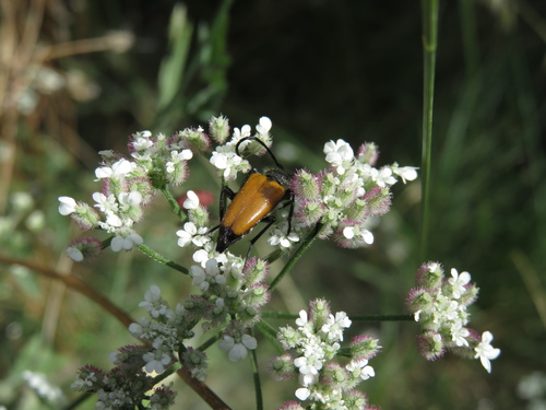 tawny longhorn beetle