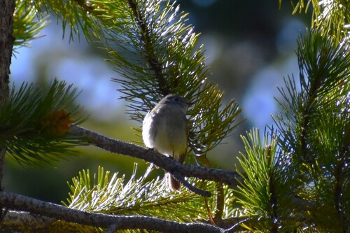 Dusky Flycatcher