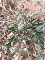Solanum cinereum