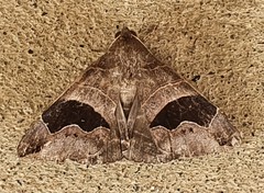 Bastilla solomonensis