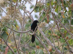 Cyanocorax melanocyaneus