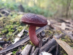 Boletus tasmanicus