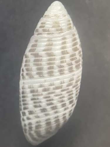 Pupa affinis observed 2026-06-03