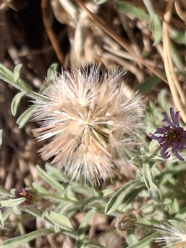 Vittadinia gracilis observed 2026-06-11