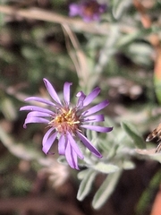 Vittadinia gracilis, photograph (c) Mel Whiting, some rights reserved (CC BY)