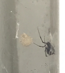 Latrodectus geometricus