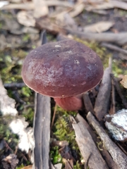 Boletus tasmanicus