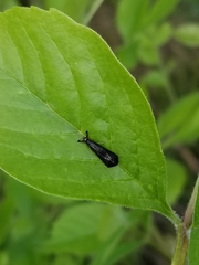 Mystacides sepulchralis